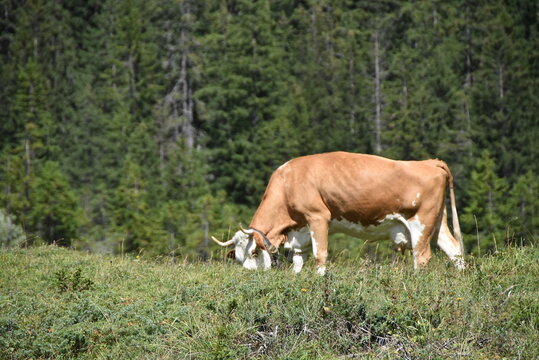 Vache de race Simmental suisse, reconnaissable &agrave; sa robe rouge&acirc;tre et ses t&acirc;ches blanches, en train de brouter de l'herbe.
