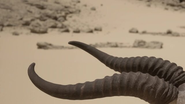 Curved horns are shown in a museum. The display highlights the unique shape and texture. Visitors observe the artifacts in the background. The lighting adds focus to the subject.