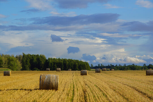 Rolled Hay Bales on a Stubble Field After Harvest Under a Cloudy Sky