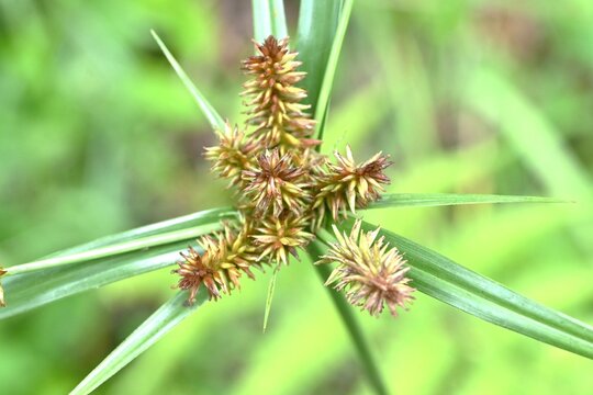 Pacific island flatsedge (Cyperus cyperoides). A roadside weed characterized by brush-like flower spikes.