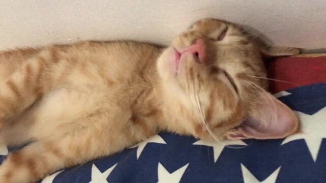 A funny orange tabby kitten with pink nose and lips sleeping peacefully on a star patterned cushion.
