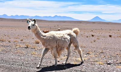 Naklejka premium White llama with volcanic (Andean) landscape in background. Atacama Desert. Chile.