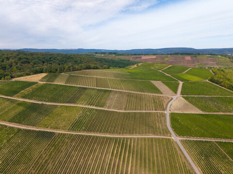 Aerial view of lush green vineyards in the Moselle valley during summer with rows of vines, agricultural paths, and rolling hills in the background in Trier, Rhineland-Palatinate, Germany.