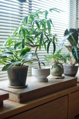 Fototapeta premium 窓辺に並べた鉢植えの観葉植物