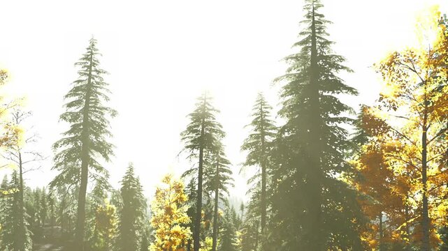 Bright sunlight shines on tall trees in a forest. Some trees have yellow leaves, while the rest are green. The scene shows the beauty of nature in the outdoors.