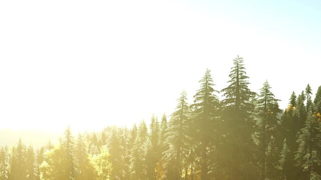 Sunlight filters through tall trees in a forest. The bright light creates a warm glow among the green leaves. This scene captures nature and sunlight together in a simple moment.
