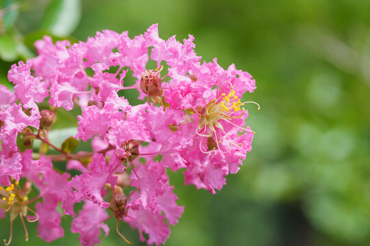 日本の夏に咲くサルスベリの花