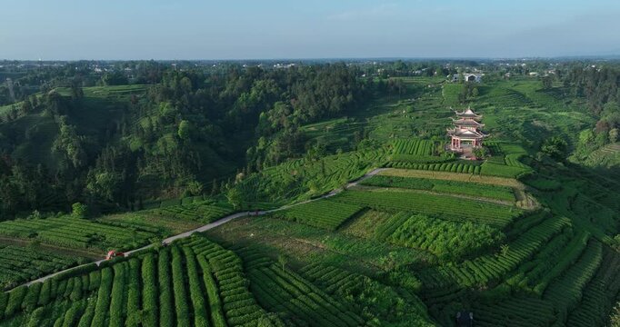 Aerial view of beautiful tea crop terrace landscape in China