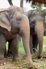 Naklejka premium Two Asian elephants standing side by side with trunks touching ground, Chiang Mai Thailand