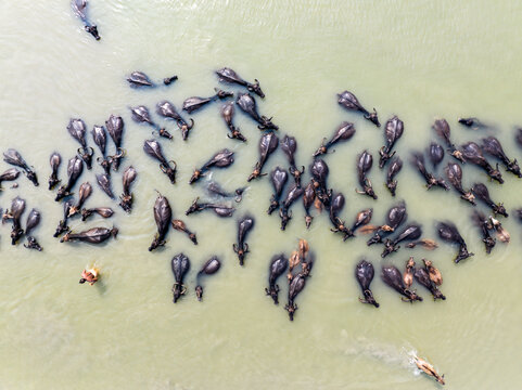 Aerial view of a large herd of water buffalo swimming in murky river water with a person wading among them in Bogura, Rajshahi Division, Bangladesh.