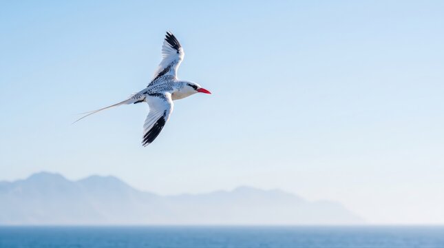 A beautiful White-tailed Tropicbird soars effortlessly above the calm blue ocean. This magnificent seabird symbolizes freedom and the health of marine ecosystems for conservation efforts.