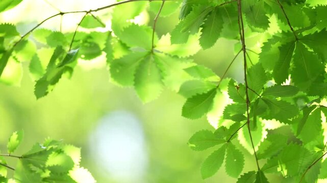 湖面の光を受けて風に揺れるブナ科の木の葉