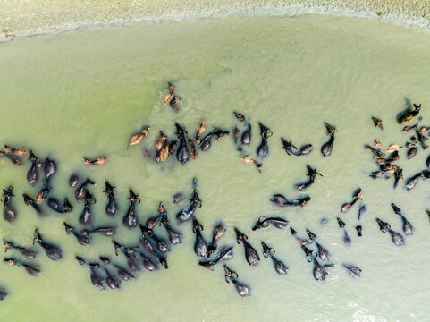 Aerial view of a large herd of water buffalo swimming and wading through the shallow river water in Bogura, Rajshahi Division, Bangladesh.