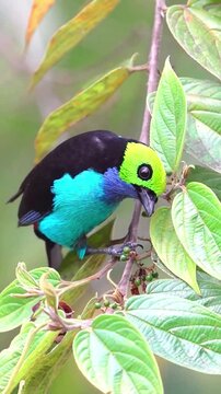 Colorful tropical tanager bird perched on a green leafy branch in the rainforest.