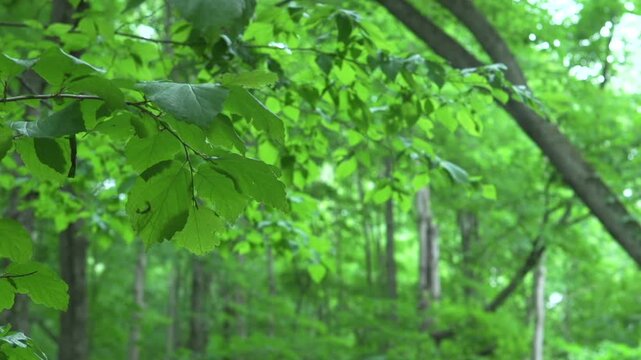 Quiet green forest
