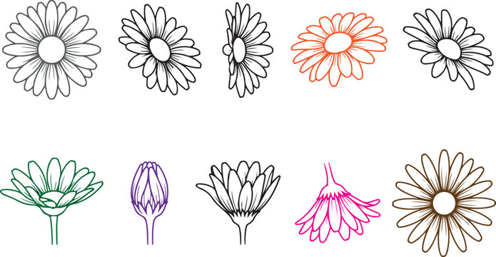 Set of hand drawn daisy flower sketches in different angles and perspectives