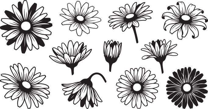 Set of hand drawn daisy flowers and floral elements in black and white sketch
