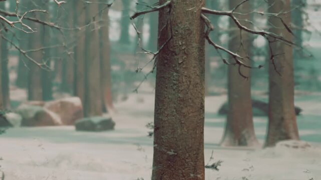 Snow covers the ground and tree trunks in a forest. The scene shows tall trees with few leaves under a gray sky. It is winter and the area appears cold.