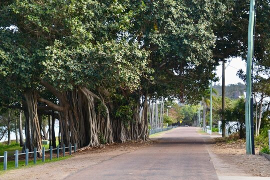 Magnetic Island road with banyan strangler fig tree and houses