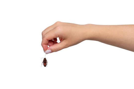 Female hand holding big dead cockroach isolated on white background