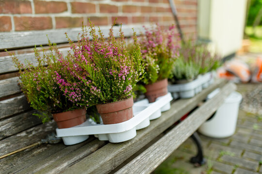 Potted heather plants ready for planting in a home garden. Newly purchased flowering plants arranged outdoors before creating a decorative autumn flower bed.