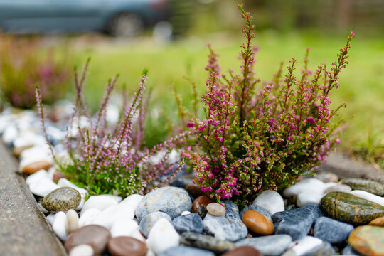 Pink heather grows among decorative white, gray and brown stones in a landscaped garden bed. Simple DIY yard decoration and low maintenance garden design.