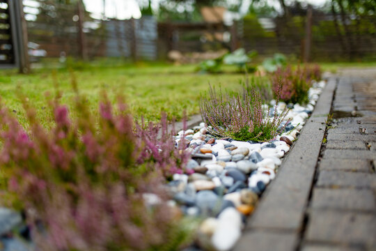 Pink heather grows among decorative white, gray and brown stones in a landscaped garden bed. Simple DIY yard decoration and low maintenance garden design.