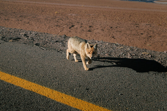 South american gray fox walking on an asphalt road with a yellow line in the atacama desert, chile, showing wildlife adapting to arid environments and human infrastructure