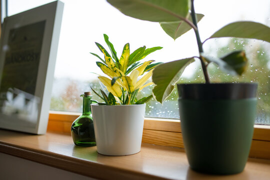 Variegated croton houseplant growing in a white pot on a wooden windowsill beside a rain-covered window. Warm natural light creates a cozy indoor garden atmosphere.