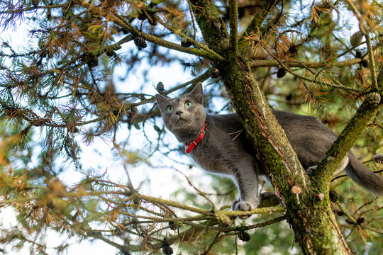 Russian Blue cat with green eyes and a red collar balances on a pine branch during an autumn walk outdoors. Gray domestic cat explores a quiet residential garden.