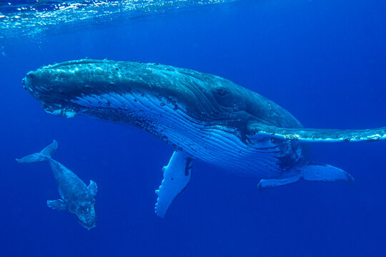 Humpback whale (Megaptera novaeangliae) mother and calf in Tonga