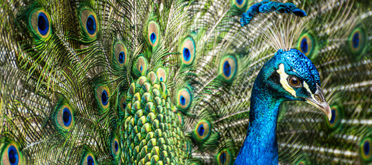 Male peacock displaying vibrant plumage creating copy space on frame. © Nicolas Ospina