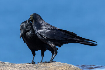 Naklejka premium Australian Ravens preening showing one with yellow pollen around its head and neck area