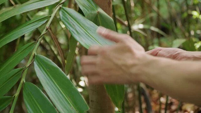 Close up of hands gently examining large green leaves on plant in natural outdoor setting. Hands carefully touch and inspect leaf texture shape against blurred foliage background. Soft