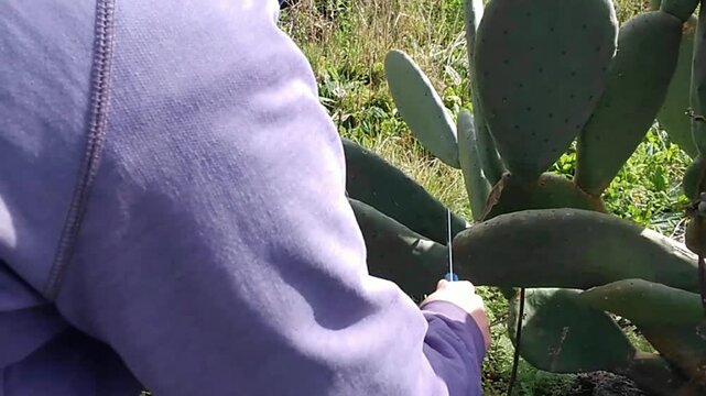 Nopal cactus pad being cut in a garden 