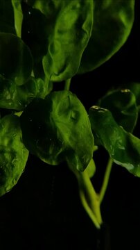 Macro rain falling on fresh green spinach leaves Vertical Video 2160p 24fps