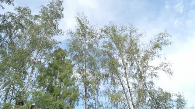 Green Tree Against Blue Sky