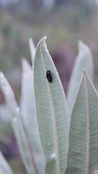 Black beetle crawling on a frailejon leaf in colombian paramo