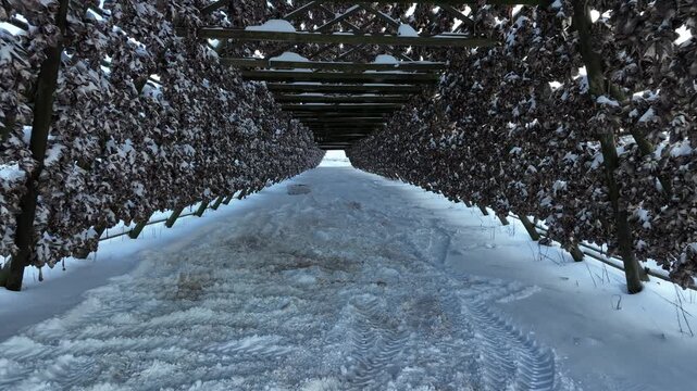Aerial view of traditional wooden racks with stockfish drying in the snow during winter in Svolvaer, Nordland, Norway.