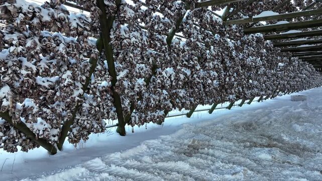 Aerial view of stockfish drying on wooden racks in a snowy landscape in Svolvaer, Nordland, Norway.