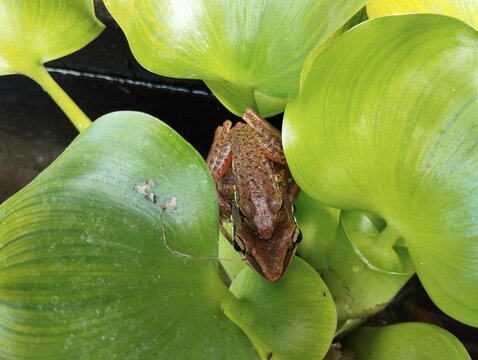 Two brown tree frogs mating in amplexus position on green water hyacinth leaves in a pond