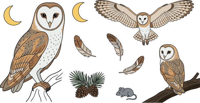 Barn owl vector set featuring wild nocturnal birds in flying and perched poses alongside crescent moons, feathers, pine cones, and a little mouse.