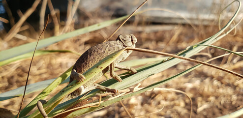 Wide macro shot of a few weeks old hatchling chameleon walking along grass blades view(6) pro © mawahibetilouguite