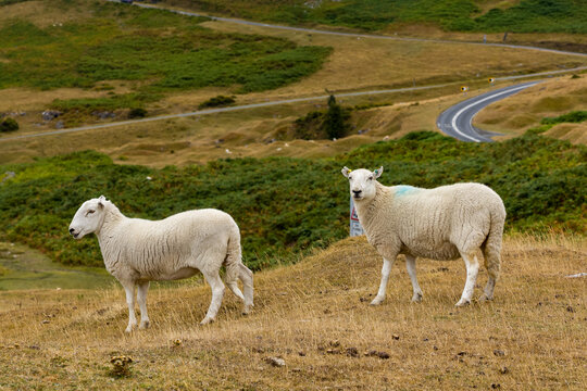 Welsh mountain sheep on dry grassy hillside with bracken and asphalt road curving through rural landscape in background, overcast daylight