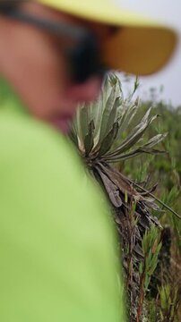 Espeletia plant growing in the colombian paramo