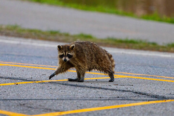 A wild raccoon walking across a paved two-lane asphalt road marked with yellow caution lines during daylight © Oleksiy