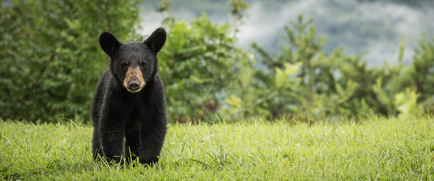 Cute Black Bear Cub On Grassy Mountain Side