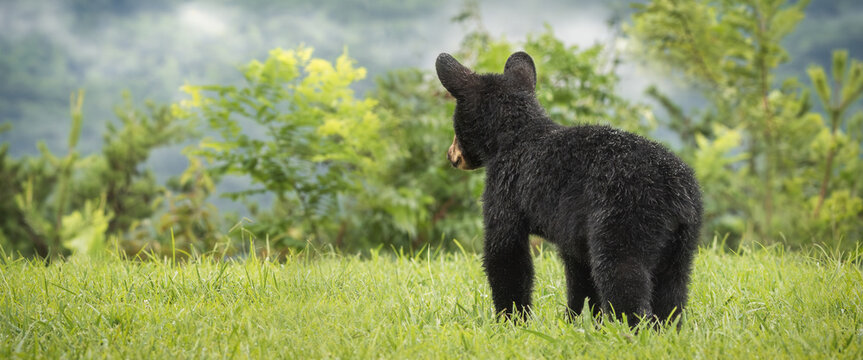 Cute Black Bear Cub On Grassy Mountain Side