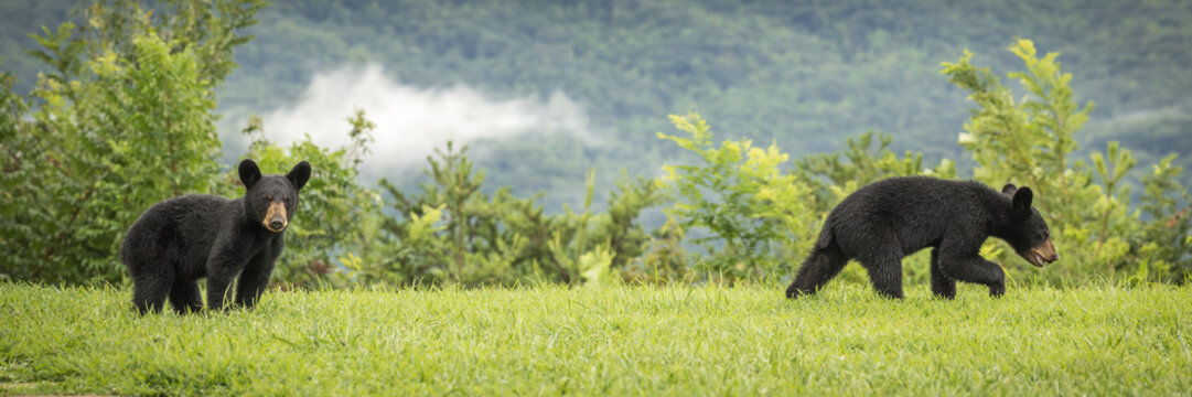 Cute Black Bear Cubs On Mountain Side