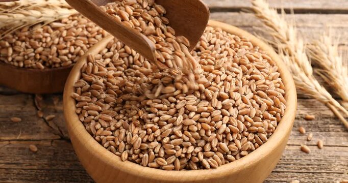 Woman taking wheat grains and spikes at wooden table, closeup